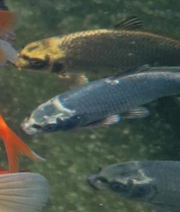 Ghost koi 15-20 cm geboren juli 2023 beschikbaar voor biedingen