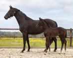 Prachtige 5 jarige  zwarte merrie (Kjento x Lord Leatherdale, Dieren en Toebehoren, Paarden, Merrie, Gechipt, Dressuurpaard, Onbeleerd