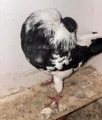Werk duif, Dieren en Toebehoren, Vogels | Duiven, Vrouwelijk, Kropper