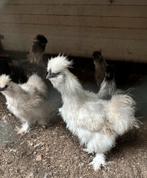 Zijdehoender hanen – gratis af te halen, Dieren en Toebehoren, Meerdere dieren, Kip