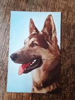 Oude ansichtkaart Herdershond, Ophalen of Verzenden, Hond of Kat