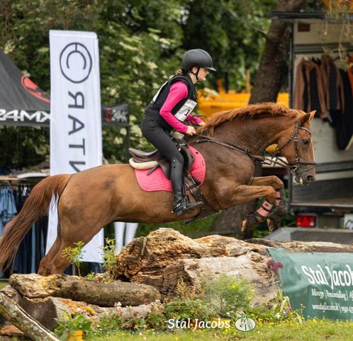 Brave allround D pony, Dieren en Toebehoren, Pony's, Merrie, L, D pony (1.37m tot 1.48m), 11 jaar of ouder, Met stamboom, Gechipt