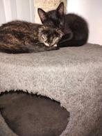 Lieve katjes 5 zoeken een liefdevol huisje. In 4 met aparte, Meerdere dieren