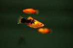 Platy calico (Xiphophorus maculatus), Dieren en Toebehoren, Vissen | Aquariumvissen, Vis, Zoetwatervis, Schoolvis