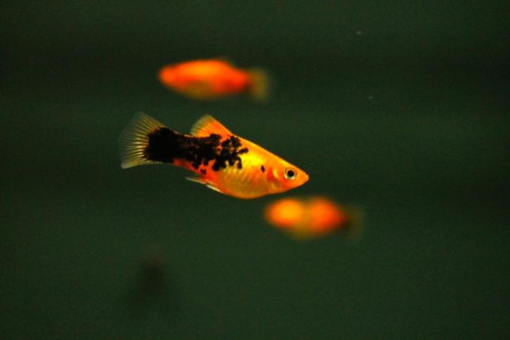 Platy calico (Xiphophorus maculatus), Dieren en Toebehoren, Vissen | Aquariumvissen, Zoetwatervis, Vis, Schoolvis