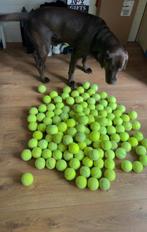 Gebruikte tennisballen, Ophalen of Verzenden, Gebruikt, Hondenballen