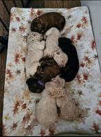 Prachtige labradoodle pups mini/ medium, Dieren en Toebehoren, Honden | Retrievers, Spaniëls en Waterhonden, Overige rassen, CDV (hondenziekte)