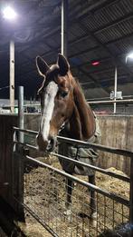 Gezellige kleinschalige pensionstalling, Dieren en Toebehoren, Stalling en Weidegang, Weidegang, 2 of 3 paarden of pony's