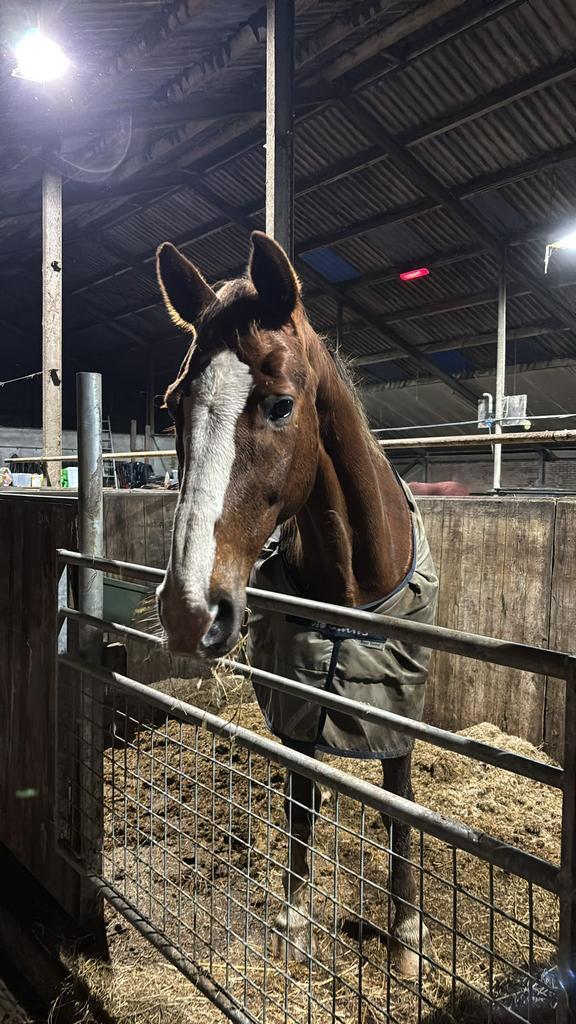 Gezellige kleinschalige pensionstalling, Dieren en Toebehoren, Stalling en Weidegang, Stalling, Weidegang, 2 of 3 paarden of pony's