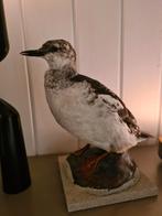 Opgezette zwarte zeekoet, in winterkleed, winter, Ophalen of Verzenden, Zo goed als nieuw, Vogel, Opgezet dier