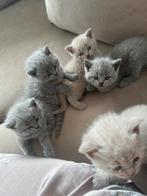 Raszuivere Britse Kortharen kittens, Ontwormd