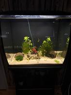 Aquarium, Ophalen, Gebruikt, Gevuld zoetwateraquarium
