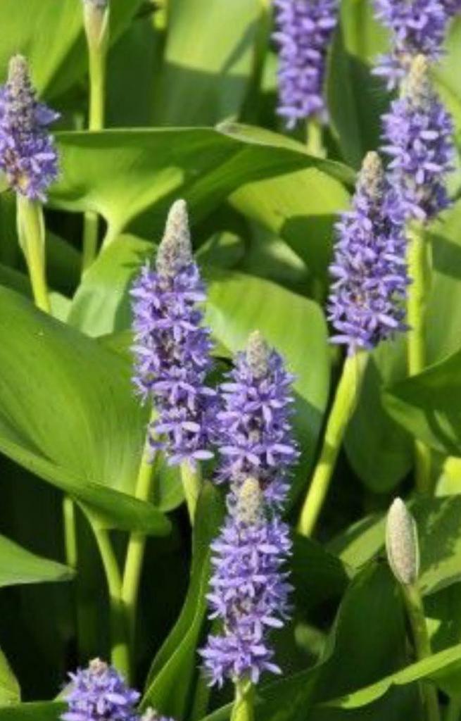 Snoekkruid (Pontederia cordata) te koop!, Tuin en Terras, Planten | Tuinplanten, Vaste plant, Vijverplanten, Volle zon, Zomer