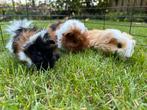 Cavia opvang vakantie oppas cavia’s dierenopvang, Dieren en Toebehoren, Knaagdieren, Januari, Meerdere dieren