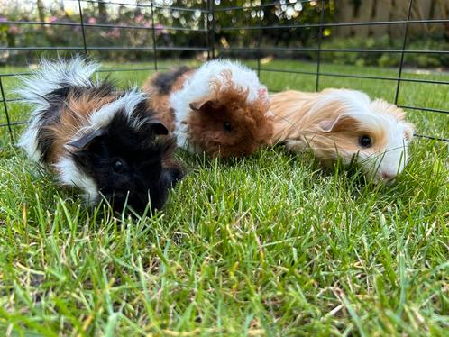 Cavia opvang vakantie oppas cavia’s dierenopvang, Dieren en Toebehoren, Knaagdieren, Meerdere dieren, Januari