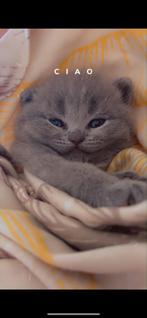 Britse korthaar kittens, Dieren en Toebehoren, Meerdere dieren, Ontwormd, 0 tot 2 jaar