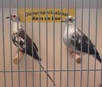 Koppeltje bonte diamantduifjes, Meerdere dieren, Tropenvogel
