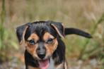 Te koop kleine, laagbenige glad- en broken coat Jack Russel, Jack Russell Terriër, 8 tot 15 weken, CDV (hondenziekte), Meerdere