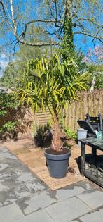 Palmboom, Tuin en Terras, Planten | Bomen, In pot, Volle zon, Ophalen of Verzenden, Palmboom
