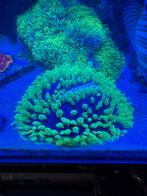 Green helmet fungia, Vis, Zoutwatervis