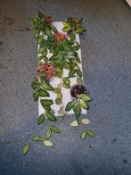 Hoya burtonia, Ophalen of Verzenden, Halfschaduw, Minder dan 100 cm