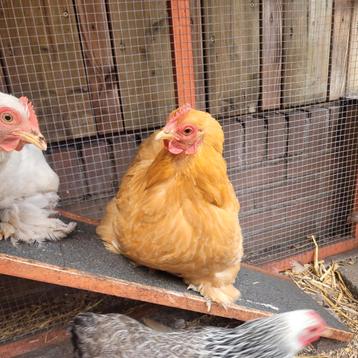 Cochin hennen kriel, 2 stuks beschikbaar voor biedingen