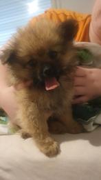 Te koop pomerian pups, Dieren en Toebehoren, Overige rassen, CDV (hondenziekte), 8 tot 15 weken, Meerdere
