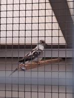 Jonge bonte diamantduif, Dieren en Toebehoren, Geslacht onbekend