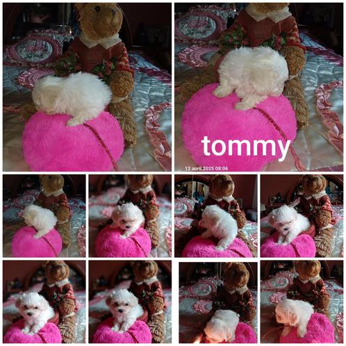 pups kruising malthezer shu tzu te koop 1 teefje, Dieren en Toebehoren, Honden | Chihuahua's en Gezelschapshonden, Meerdere dieren