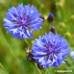 Biologische Zaden Bloemzaden Korenbloem Blauw, Tuin en Terras, Ophalen, Voorjaar, Volle zon, Zaad