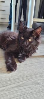 Prachtige zwarte Maine Coon kater met stamboom, Dieren en Toebehoren, Kater, Gechipt, 0 tot 2 jaar