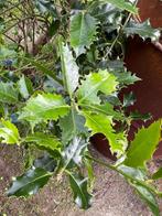 Hulst, Gratis, Ophalen, Overige soorten