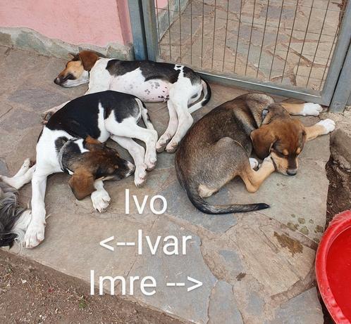 ‼️‼️ DRINGEND/SPOED    Wie o wie????, Dieren en Toebehoren, Honden | Niet-rashonden, Middel, Reu, Particulier, Meerdere, Buitenland