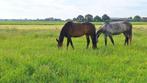 Te huur: 2 stallen kleinschalige, rustige stalling Westbroek, Dieren en Toebehoren, Stalling en Weidegang, Weidegang, 2 of 3 paarden of pony's