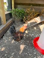 Serama haantje, Dieren en Toebehoren, Pluimvee, Mannelijk, Kip