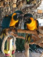 Tamme baby Blauwkeel Ara's met DNA en getest op alle ziektes, Dieren en Toebehoren, Vogels | Overige Vogels, Vrouwelijk, Geringd