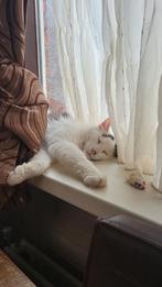 Heerlijke knuffel Maine Coon kater ter herplaatsing, Kater, Gechipt, 3 tot 5 jaar