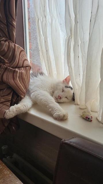 Heerlijke knuffel Maine Coon kater ter herplaatsing  beschikbaar voor biedingen
