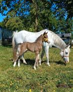 New Forest Ster Preferente Merrie met veulen, Dieren en Toebehoren, Paarden