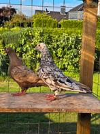Bruin zwart stipper postduiven duiven, Dieren en Toebehoren, Vogels | Duiven, Meerdere dieren, Postduif