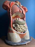 Vintage Anatomisch Model Torso Bock Steger Lips, Ophalen of Verzenden, Gebruikt