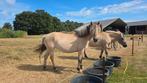 Fjorden merrie 6 jaar en mini fjorden shetlander ruin 2 jaar, Dieren en Toebehoren, Pony's, Meerdere dieren, A pony (tot 1.17m)