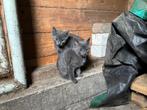 Kittens blauwe rus x britse korthaar, Dieren en Toebehoren, Katten en Kittens | Raskatten | Korthaar, Meerdere dieren, Ontwormd