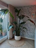 Kamerplant Strelitzia, Huis en Inrichting, Kamerplanten, Ophalen, Halfschaduw, 200 cm of meer