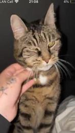 Rustig huisje gezocht!, Poes