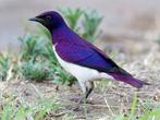 Vandaag geopend tot 20.00 uur, Meerdere dieren, Tropenvogel