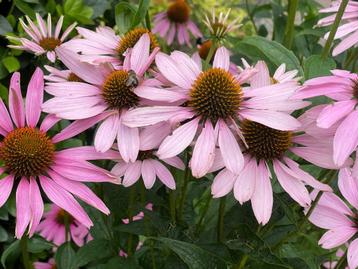 Zaden zonnehoed roze - nu 2e zakje GRATIS! beschikbaar voor biedingen