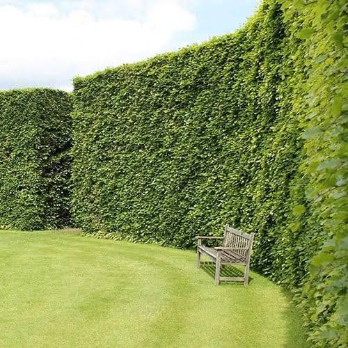 Fagus Sylvatica groene beukenhaag, Tuin en Terras, Planten | Bomen, Ophalen of Verzenden, Bloeit niet, Halfschaduw, Overige soorten