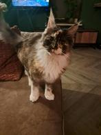 Maine coon poes (advertentie goed lezen!), Poes, Gechipt