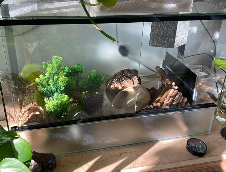 Ingericht terrarium met Palmetto rattenslang, Dieren en Toebehoren, Reptielen en Amfibieën | Toebehoren, Zo goed als nieuw, Ophalen